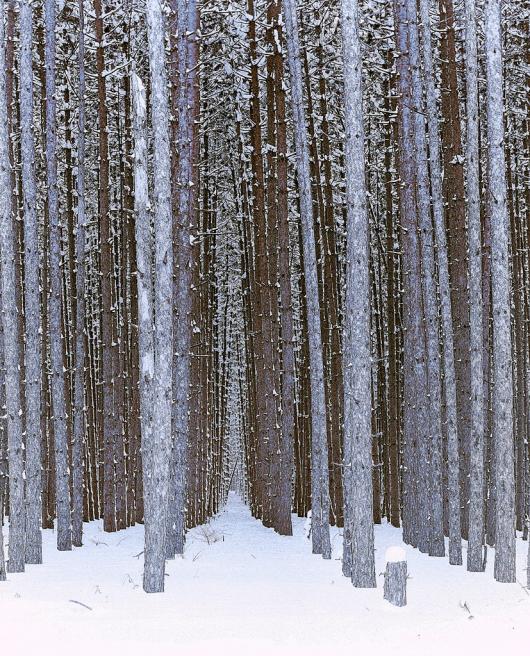 Ries_Edward_8-Winter-Forest