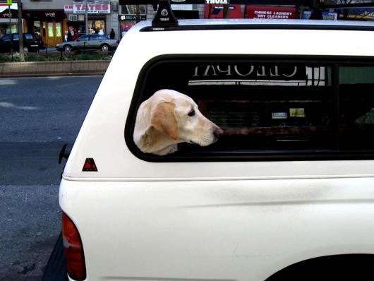 Dog in white car NYC
