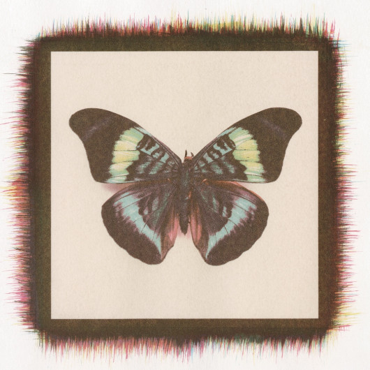 Powers Brian 1ButterflyNo.1