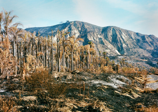 Smithson Burned Palm Trees