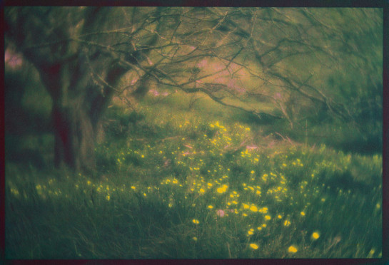 Dandelions on Monhegan, 12x18