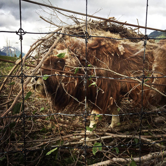 The Musk Ox