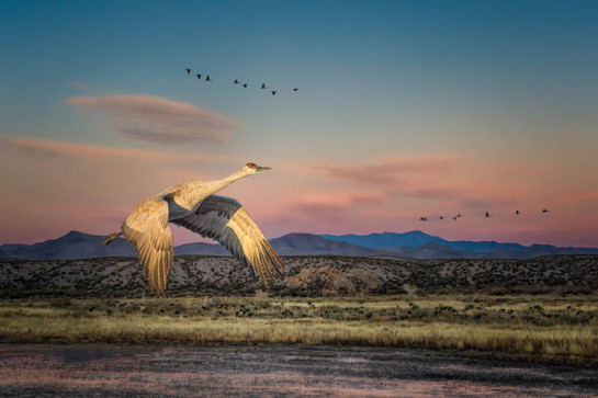 Sandhill Crane in a New Mexico Landscape - Bosque del Apache Wil