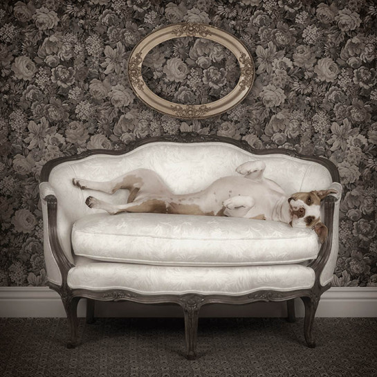 Sally on The Sofa, from the series of Re-Homed Dogs, "Canine Pal