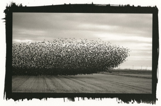 Beach_Randi-1Starlings