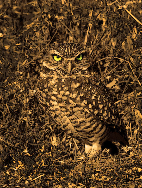 Holmgren_Christie_2Burrowing_Owl