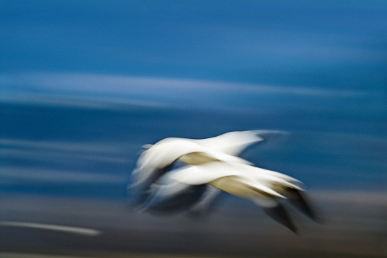 Watts_Charlotte_4Snow Geese Pair Over The Skagit River