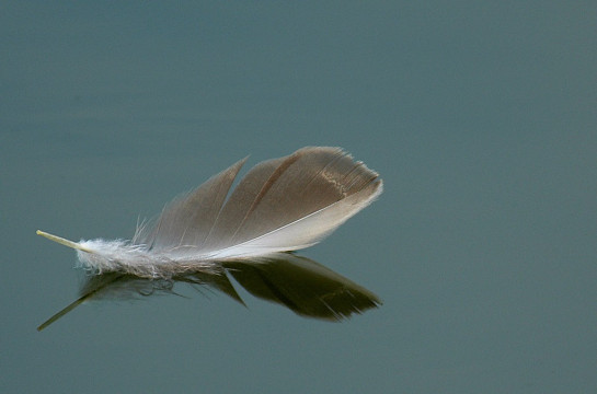 Feather