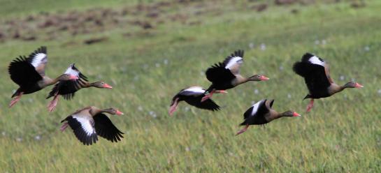 Kaufman_Stephen_3  Black Bellied Whistling Ducks - Brazil