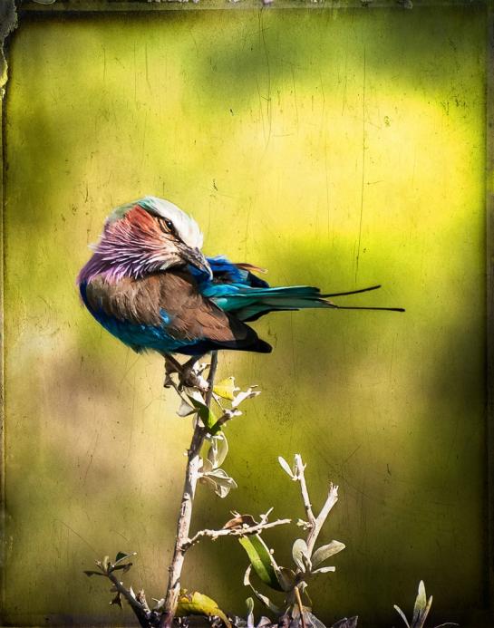 Lilac Breasted Roller