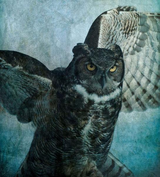 Schneider_Wendi_1GreatHornedOwl