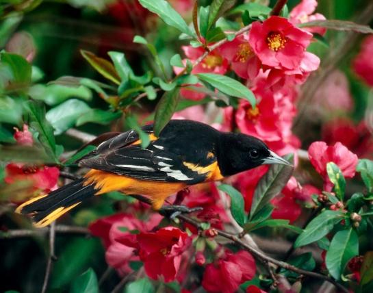 Thurston_Ed_2Northern Oriole Feeding.jpg