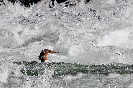 Against the Rapids Common Merganser (mergus merganser) LeHardys