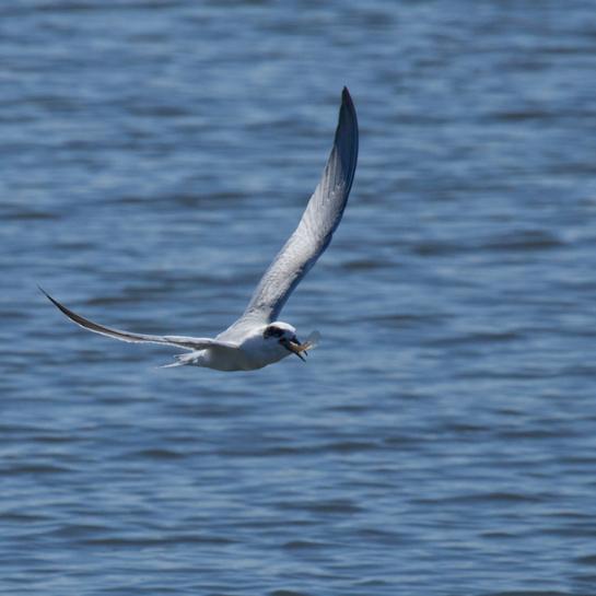 pinto_mark_4a good tern