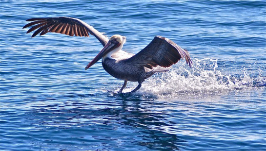 albright_nancy_4_Perfect landing