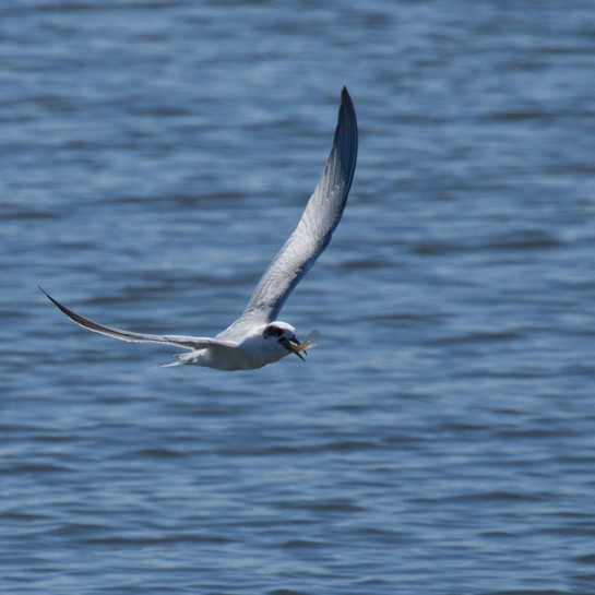 pinto_mark_4a good tern