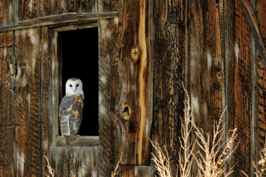 Barn Owl, Tyto alba