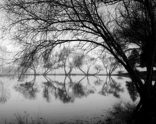 Tanaka_dianne_Petaluma-Picnic-BW-VIII