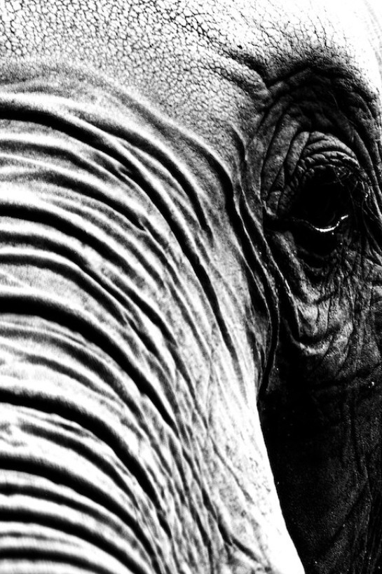 Gendelman_Joel_3 Elephant