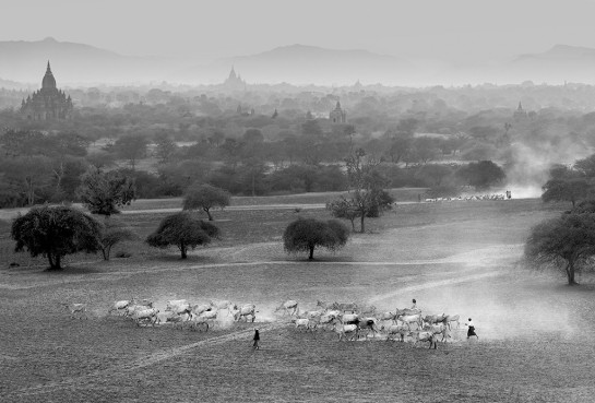 Heron_Elaine_3Cows Coming Home