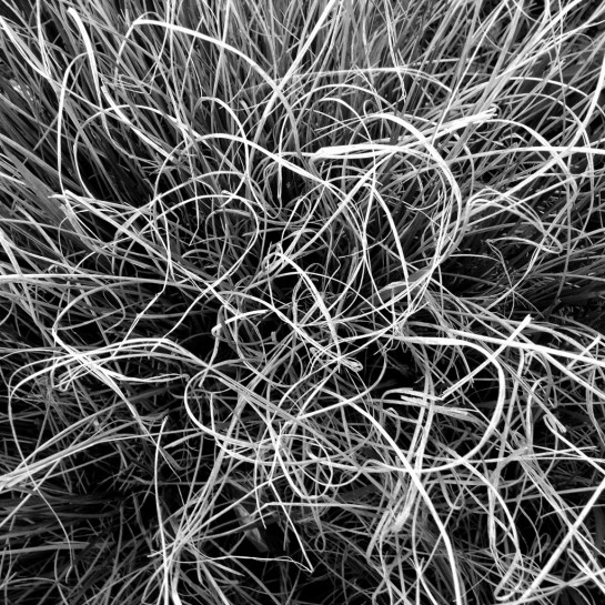 Jacobs_Susan_4_Grasses