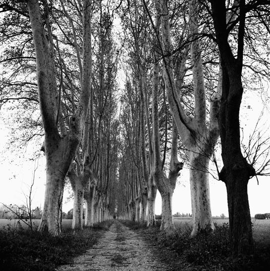 Glasser_Jeffrey_6 Trees Arles, France