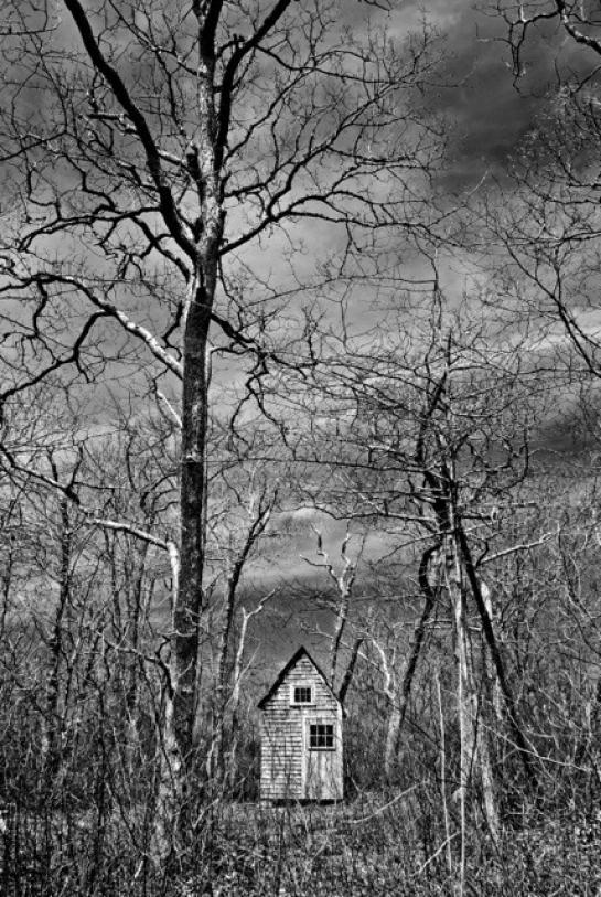 Goodwin_Neil_6Forest Shack, Martha's Vineyard