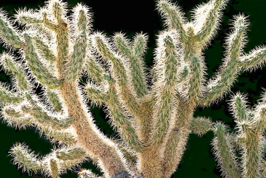 Pelton_James_Teddy-Bear Cholla 5