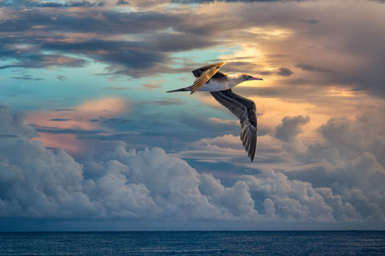 Sunrise Flight - At Sea, Solomon Islands  2012