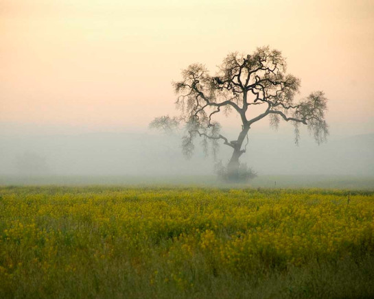 Abts_Tess_3Tree in Fog