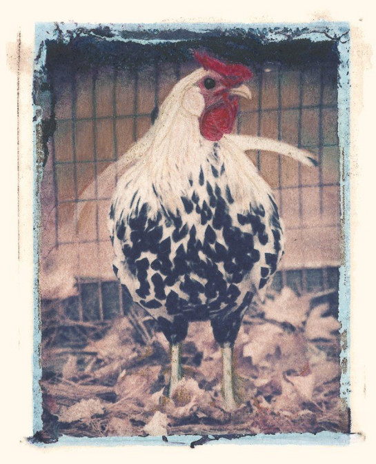 Corbin_Sarah_1Rooster