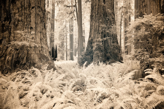 Eaton_John_5_Humbolt_Redwoods_IR