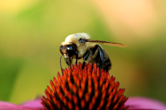 Foster_Lea_ThePollinator