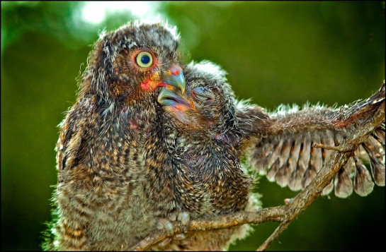 Goodman_Jack_Baby-Screech-Owls-9