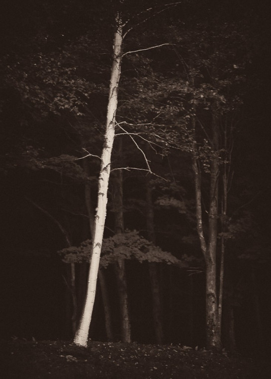 Lieber_Erik_2Lonely_Birch