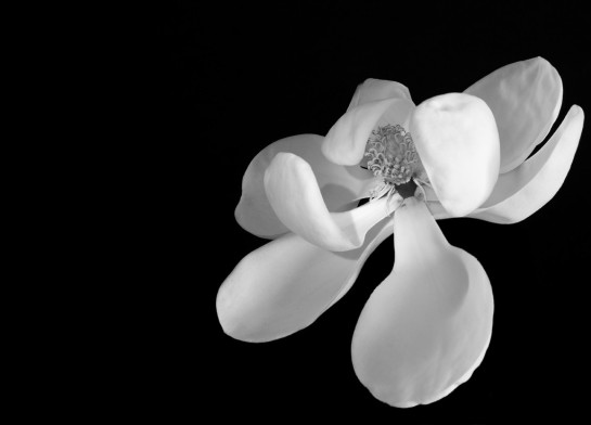 Olson_Norm_5Calle_Cristobal_Magnolia