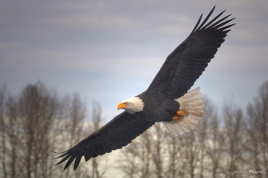 Rockwell_Winston_2Wingspan