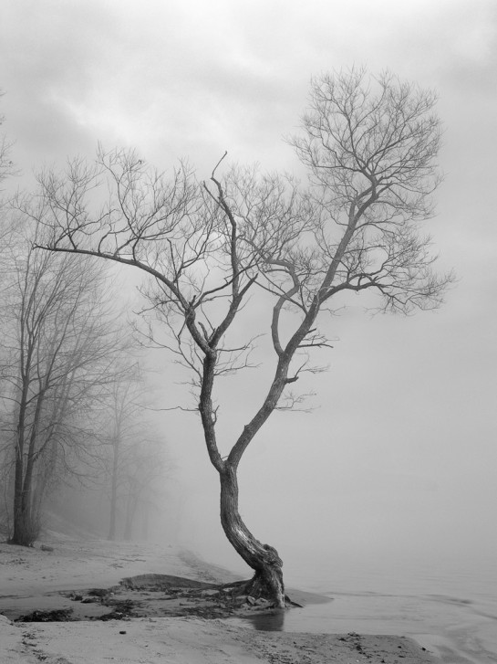 Black Willow on Foggy Beach 2006