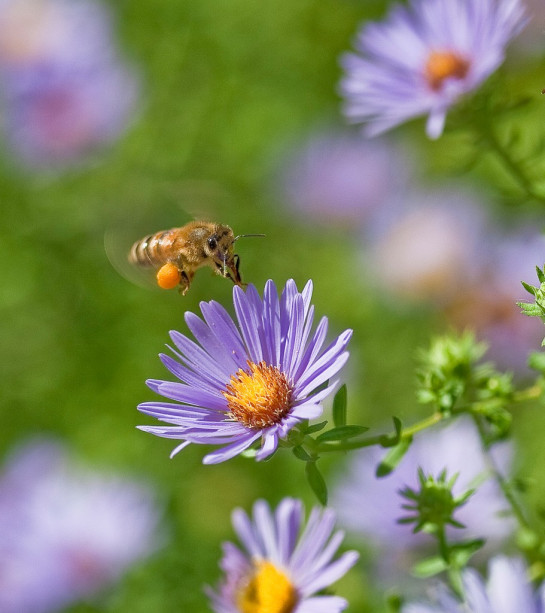 Woods_Dennis_4BeeinFlight.jpg-2