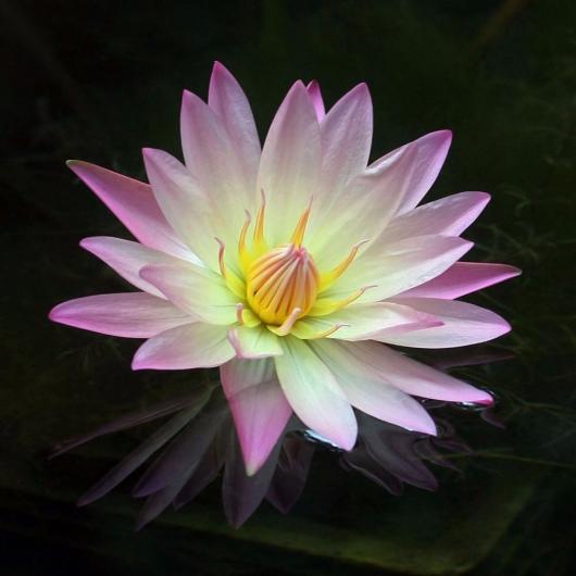 Pink Water Lily with Reflection