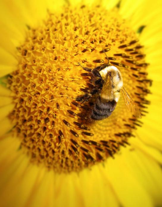Burgess_Tori_3Sunflower Bee.jpg