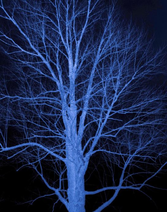 Griffith_Susan_1Blue Tree.jpg