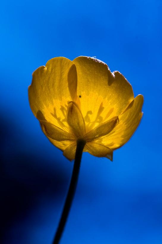 Reaching for the Sun