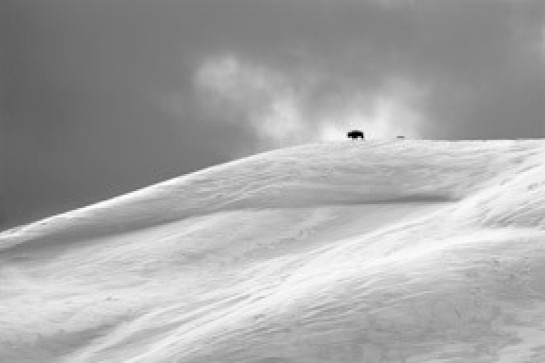 Heron_Elaine_2 Bison on Ridge