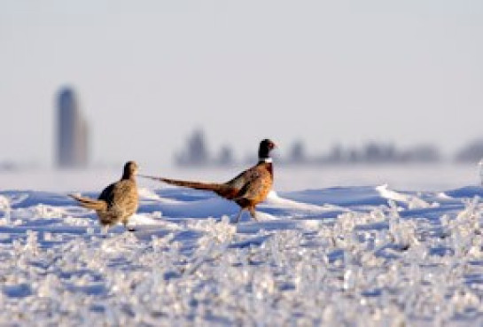 Ruf_Daniel_1Winter-Pheasants