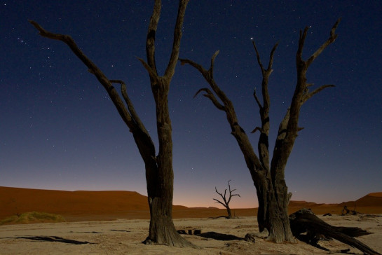 Barnett,Baron Starlight Tree 1  16128