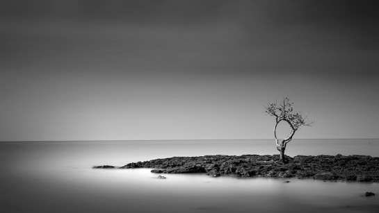 CHAI_JEFFLIN_1LONELY TREE