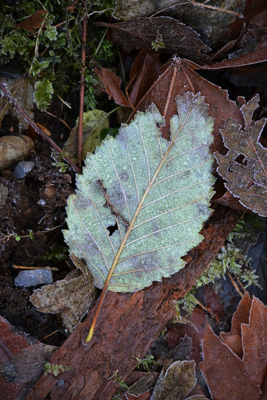 Dangler_Suzanne_3_Burnaby Leaf