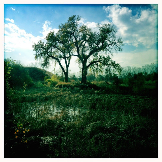 Cottonwoods Riverside Cemetery November 2011