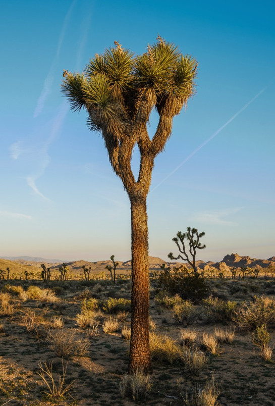 Joshua Tree